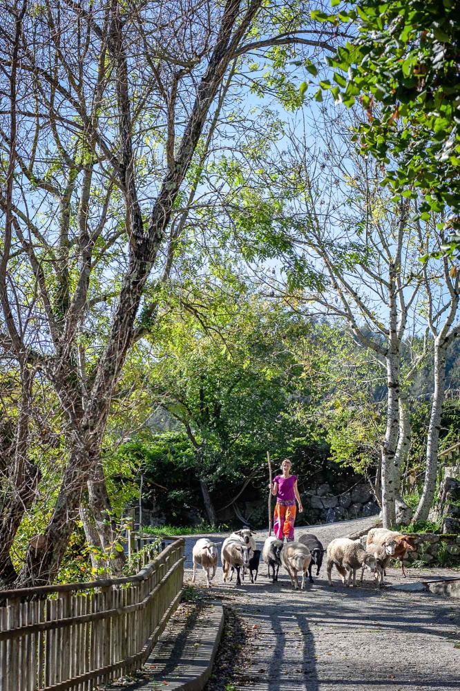 troupeau de moutons